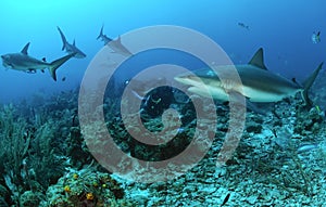 Caribbean reef sharks