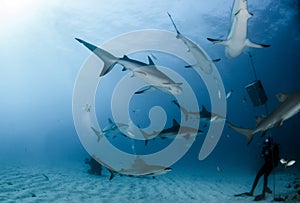 Caribbean Reef Sharks at the Bahamas