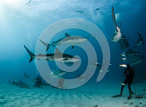 Caribbean reef sharks at the Bahamas