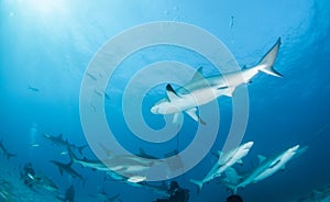 Caribbean reef sharks at the Bahamas