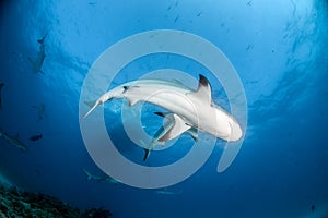 Caribbean reef sharks at the Bahamas