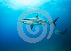 Caribbean Reef Sharks In Blue