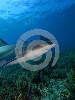 Caribbean reef sharks at La Jardin de la Reina, Cuba.