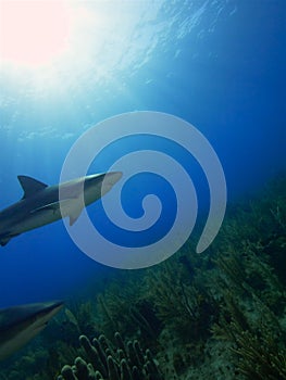 Caribbean reef sharks at La Jardin de la Reina, Cuba.