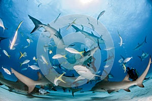 Caribbean reef sharks and lemon sharks at the Bahamas