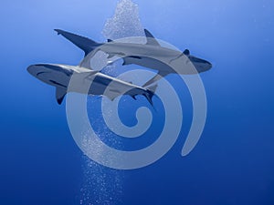 Caribbean reef sharks moving under blue water