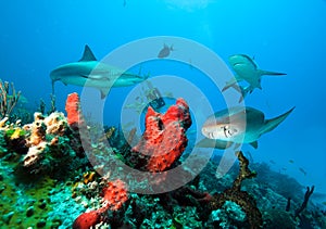 Caribbean reef sharks and Nurse shark.