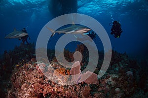 Caribbean Reef Sharks