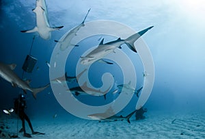 Caribbean Reef Sharks