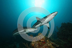 Caribbean Reef Sharks - Roatan