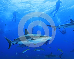Caribbean Reef Sharks and Scuba Divers