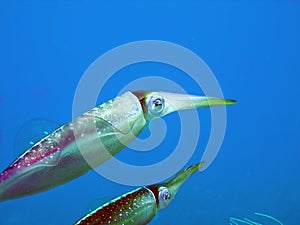 Caribbean Reef Squid