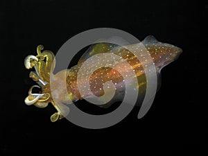 Caribbean Reef Squid in Dominica