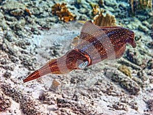 Caribbean reef squid ,Sepioteuthis sepioidea