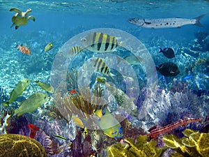 Caribbean reef tropical fishes underwater