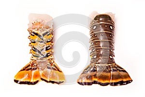 Caribbean rock lobster tails on a white background.