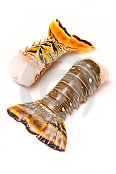 Caribbean rock lobster tails on a white background.