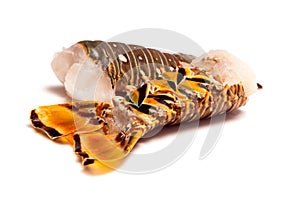 Caribbean rock lobster tails on a white background.