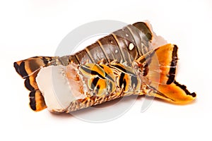 Caribbean rock lobster tails on a white background.