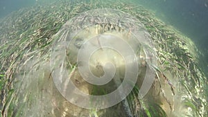 Caribbean roughtail stingray feeding in seagrass