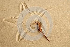 Caribbean sand seahorse over starfish footprint