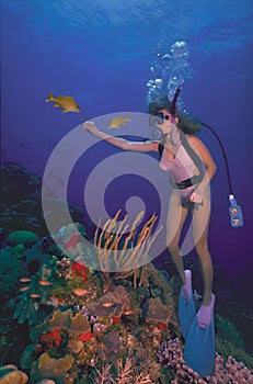 Caribbean Scuba Diving Girl feeding colorful tropical fish