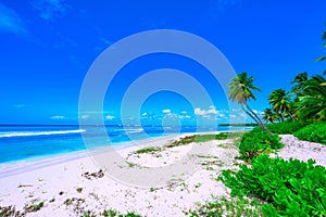 caribbean sea palm trees paradise