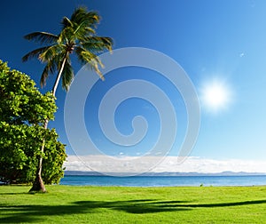 Caribbean sea and palms