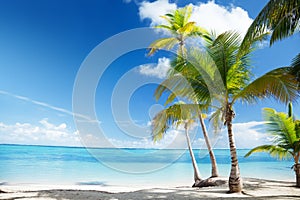 Caribbean sea and palms