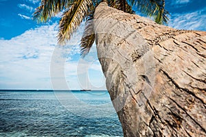 Caribbean sea and palms