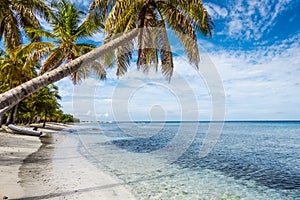 Caribbean sea and palms