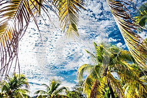 Caribbean sea and palms