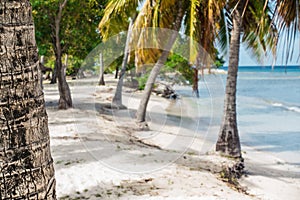 Caribbean sea and palms