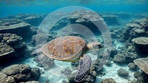 Caribbean Sea Turtle swimming underwater and sunbeams,generative ai