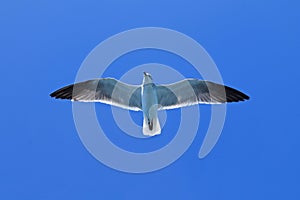 Caribbean Seagull of Gull