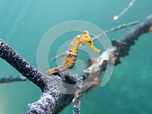 Caribbean Seahorse