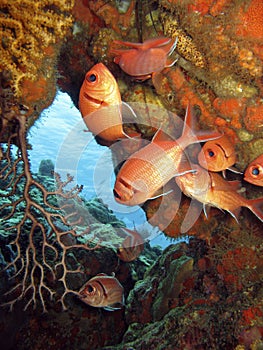 Caribbean Soldierfish Myripristis jacobus