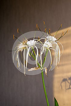 caribbean spider-lily, unique style white flower on multicolored background