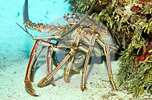 Caribbean Spiny Lobster