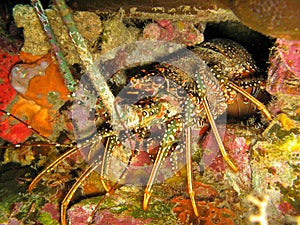 Caribbean Spiny Lobster Panulirus argus in den