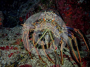 Caribbean spiny lobster on the reef in the Carribbean Sea, Roatan, Bay Islands, Honduras