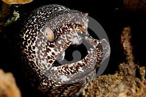 Caribbean spotted moray