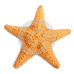 The caribbean starfish. photo