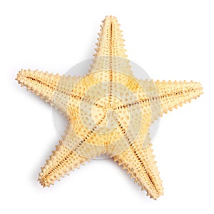 The caribbean starfish.