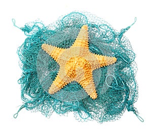 The caribbean starfish.