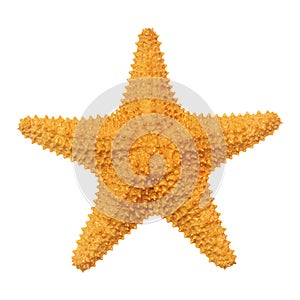 Caribbean starfish