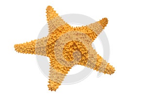 Caribbean starfish