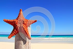 Caribbean starfish on wood pole beach