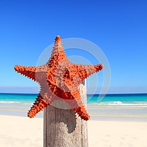 Caribbean starfish on wood pole beach