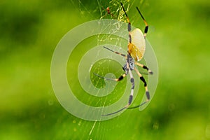 Caribbean tiger spider and spider web
